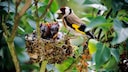 Vogel im Nest