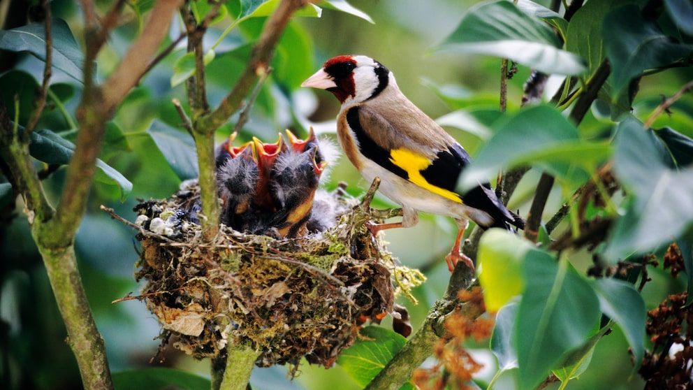 Vogel im Nest