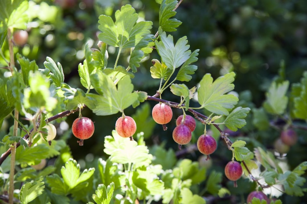 Gooseberries
