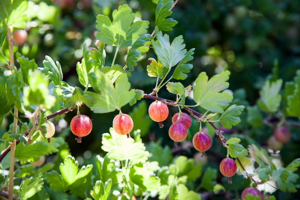 Stachelbeeren