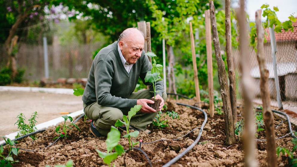 Älterer Mann pflegt seinen Garten