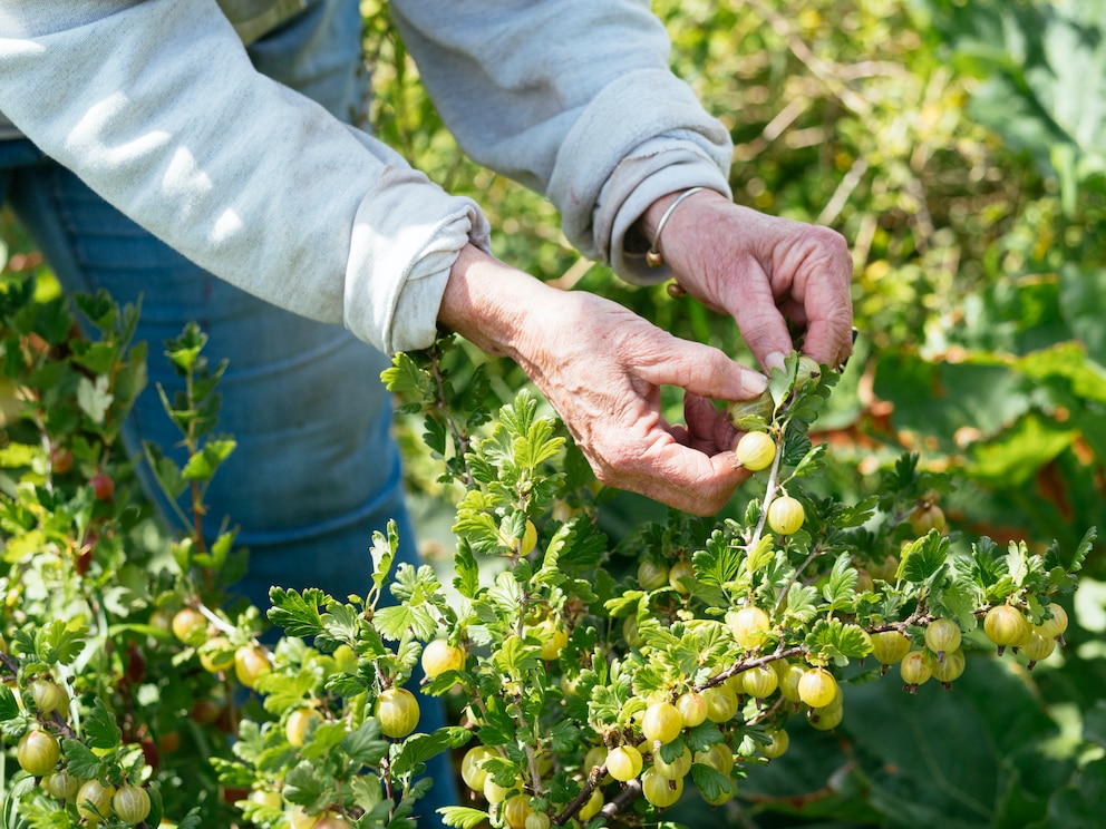 Stachelbeeren