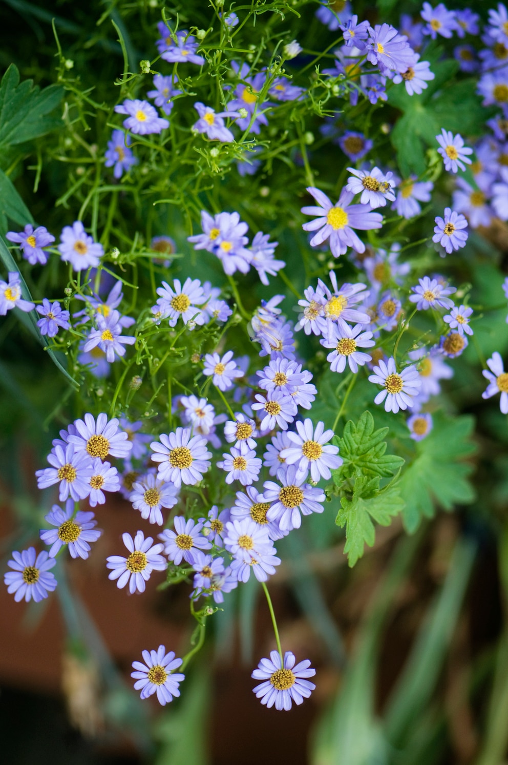 Die Blüten des Blauen Gänseblümchens blühen nicht nur in Blau, sondern auch in Weiß und Rosa