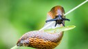Spanische Wegschnecke