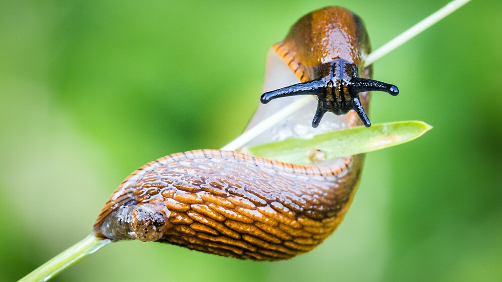 Spanische Wegschnecke