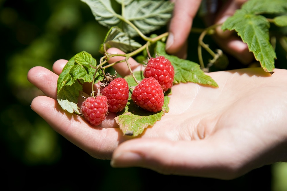 Himbeeren am Strauch