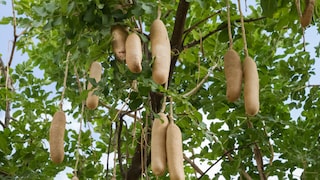 Der Leberwurstbaum hat seinen Namen, weil seine Früchte aussehen wie Leberwürste
