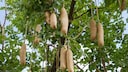 Der Leberwurstbaum hat seinen Namen, weil seine Fr&uuml;chte aussehen wie Leberw&uuml;rste
