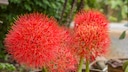 Die Blutblume ist ein absoluter Hingucker und wird als Rarität gehandelt, die Pflege ist jedoch etwas aufwändig