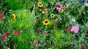 Wildblumenwiese