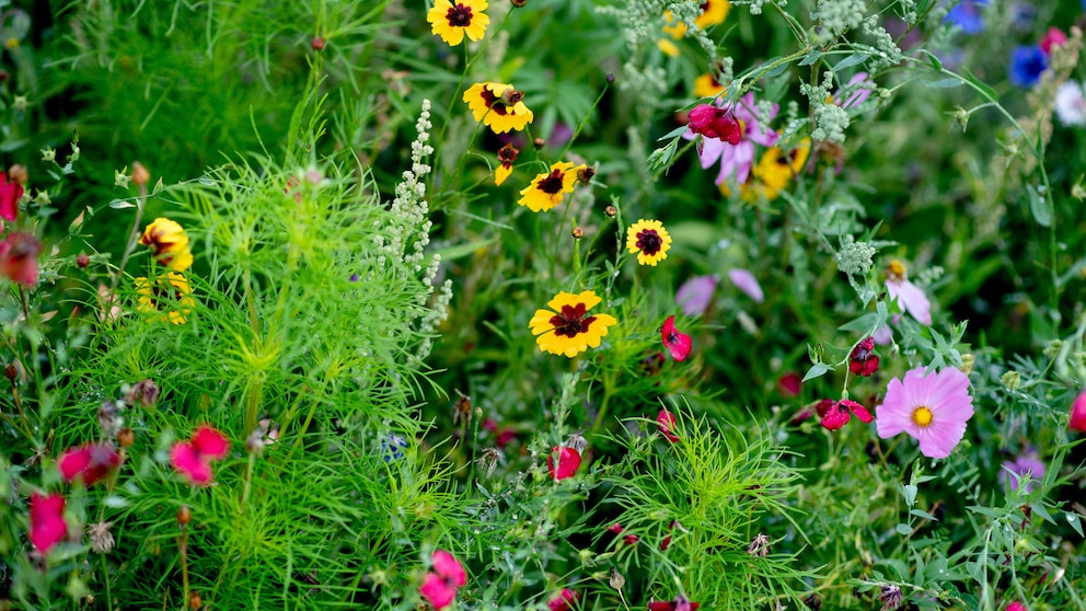 Wildblumenwiese