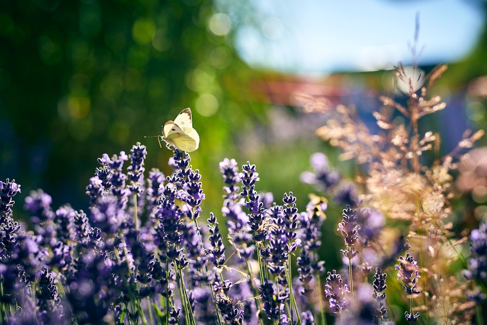 Während man Wespen mit Lavendel vertreibt, freuen sich Schmetterlinge und Bienen über die Pflanze