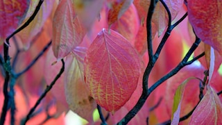 Roter Hartriegel
