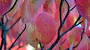 Roter Hartriegel