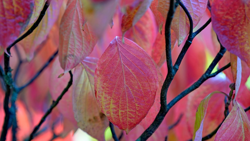 Roter Hartriegel