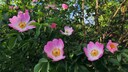 Mischhecke: Blüten von Heckenrosen