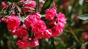 Oleander