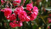 Oleander