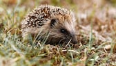 Igel im Garten