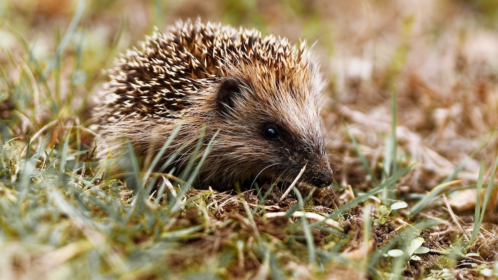 Igel im Garten