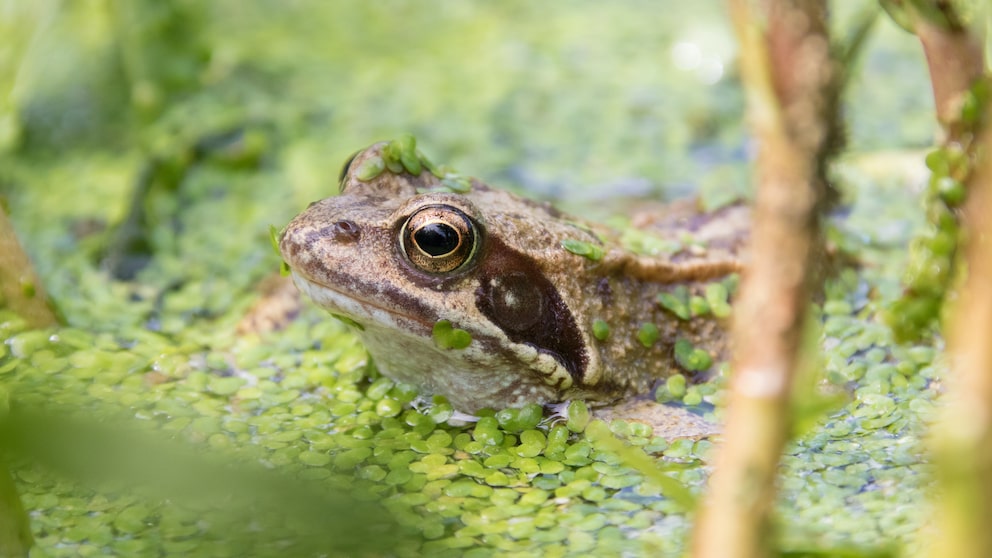 Frösche und Kröten quaken, um nicht nur ihr Revier zu verteidigen, sondern auch um Weibchen anzulocken