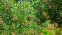 Obstbaumsorten: Äpfel an einem Apfelbaum