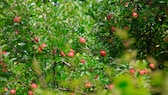 Obstbaumsorten: Äpfel an einem Apfelbaum