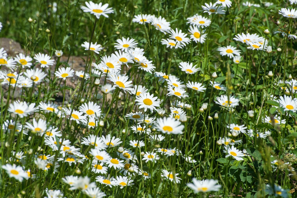 Wiesenmargerite können eine Größe zwischen 20 und 80 Zentimetern erreichen