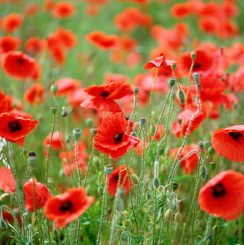 Für Tiere wie Pferde oder Rinder ist Klatschmohn giftig. Auch Kinder können bei dem Verzehr der Samen oder des Milchsafts vergiften