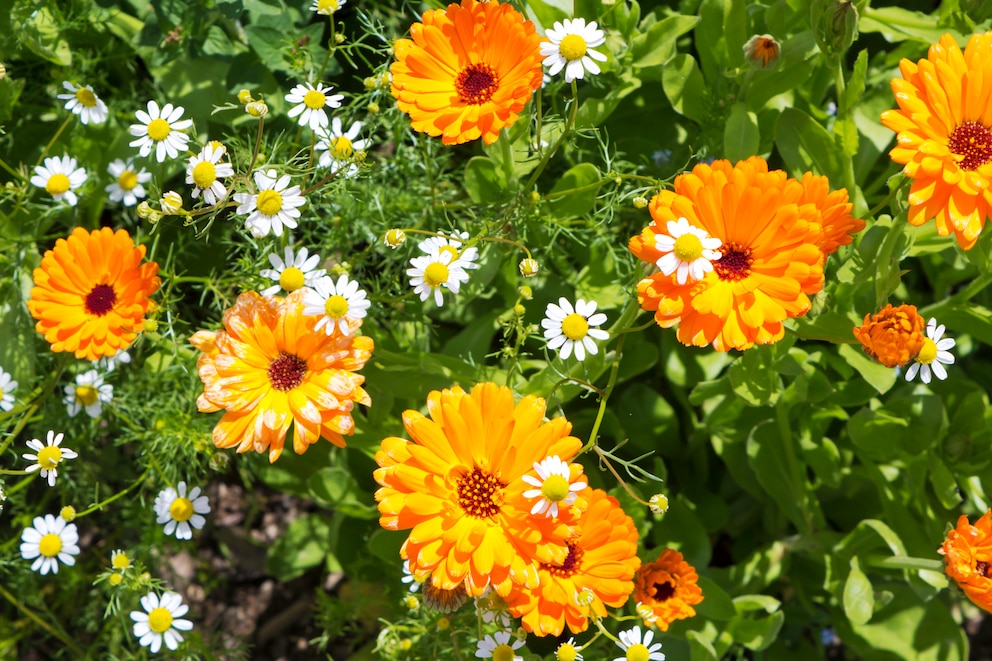 Auf die Ringelblume stehen Honig- und Wildbienen, Wespen mögen sie hingegen nicht