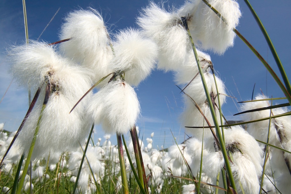 In der Natur findet man Wollgräser insbesondere in der Nähe von Mooren