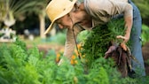 Frau ernten Möhren im Gemüsegarten