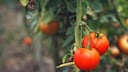 Rostmilbe Tomate