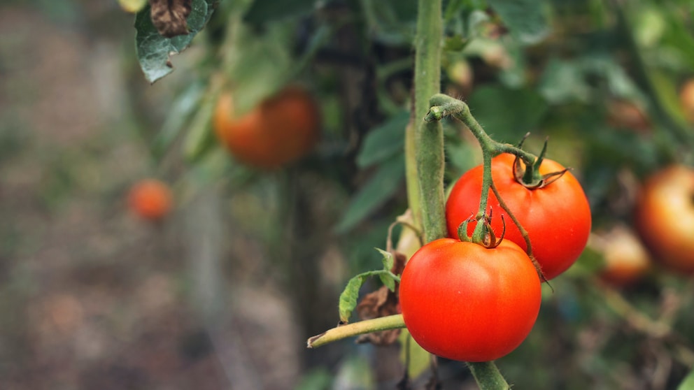 Rostmilbe Tomate