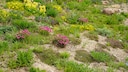 Sandbeet