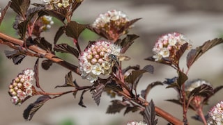 Die Blasenspiere ist äußerst pflegeleicht und kann im Garten oder auch im Topf wachsen