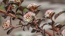 Die Blasenspiere ist &auml;u&szlig;erst pflegeleicht und kann im Garten oder auch im Topf wachsen