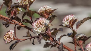 Die Blasenspiere ist äußerst pflegeleicht und kann im Garten oder auch im Topf wachsen