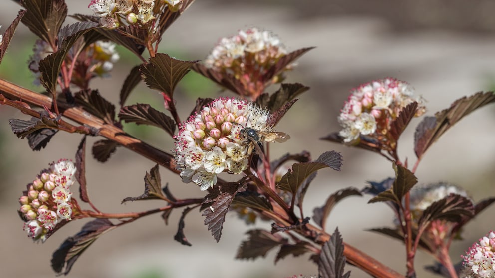 Die Blasenspiere ist äußerst pflegeleicht und kann im Garten oder auch im Topf wachsen