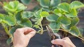 Wann man Erdbeeren im Sommer pflanzen sollte