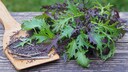 Mizuna – bekannte asiatische Salatsorte