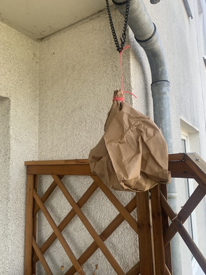 A decoy made of crumpled paper is supposedly meant to keep wasps away