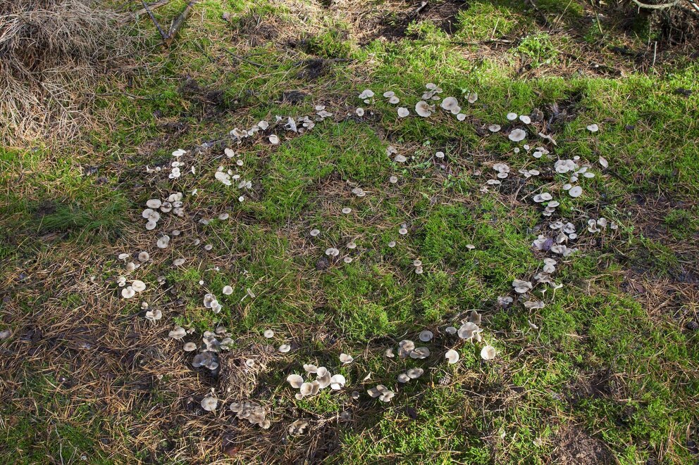 Pilze wachsen selten allein. Immer wieder kommt es vor, dass sie dabei sogar als sogenannter Hexenring aus dem Boden empor kommen