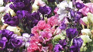 Die Eustoma ist eher bekannt als Schnittblume in bunten Sträußen. Man kann sie allerdings auch als Zimmerpflanze kultivieren