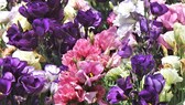 Die Eustoma ist eher bekannt als Schnittblume in bunten Sträußen. Man kann sie allerdings auch als Zimmerpflanze kultivieren