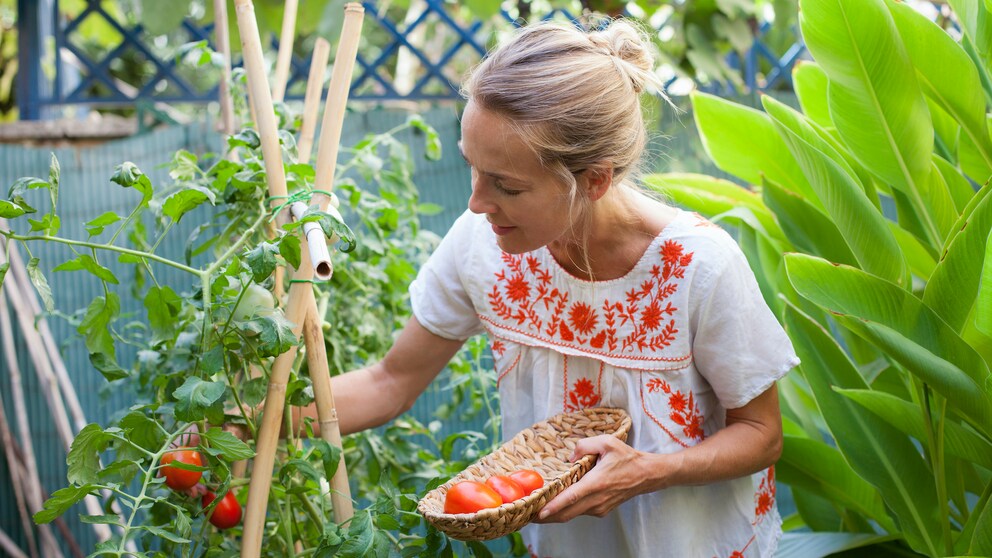 Saatgut bei Tomaten gewinnen