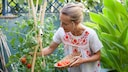 Saatgut bei Tomaten gewinnen