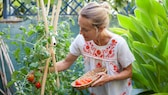 Saatgut bei Tomaten gewinnen