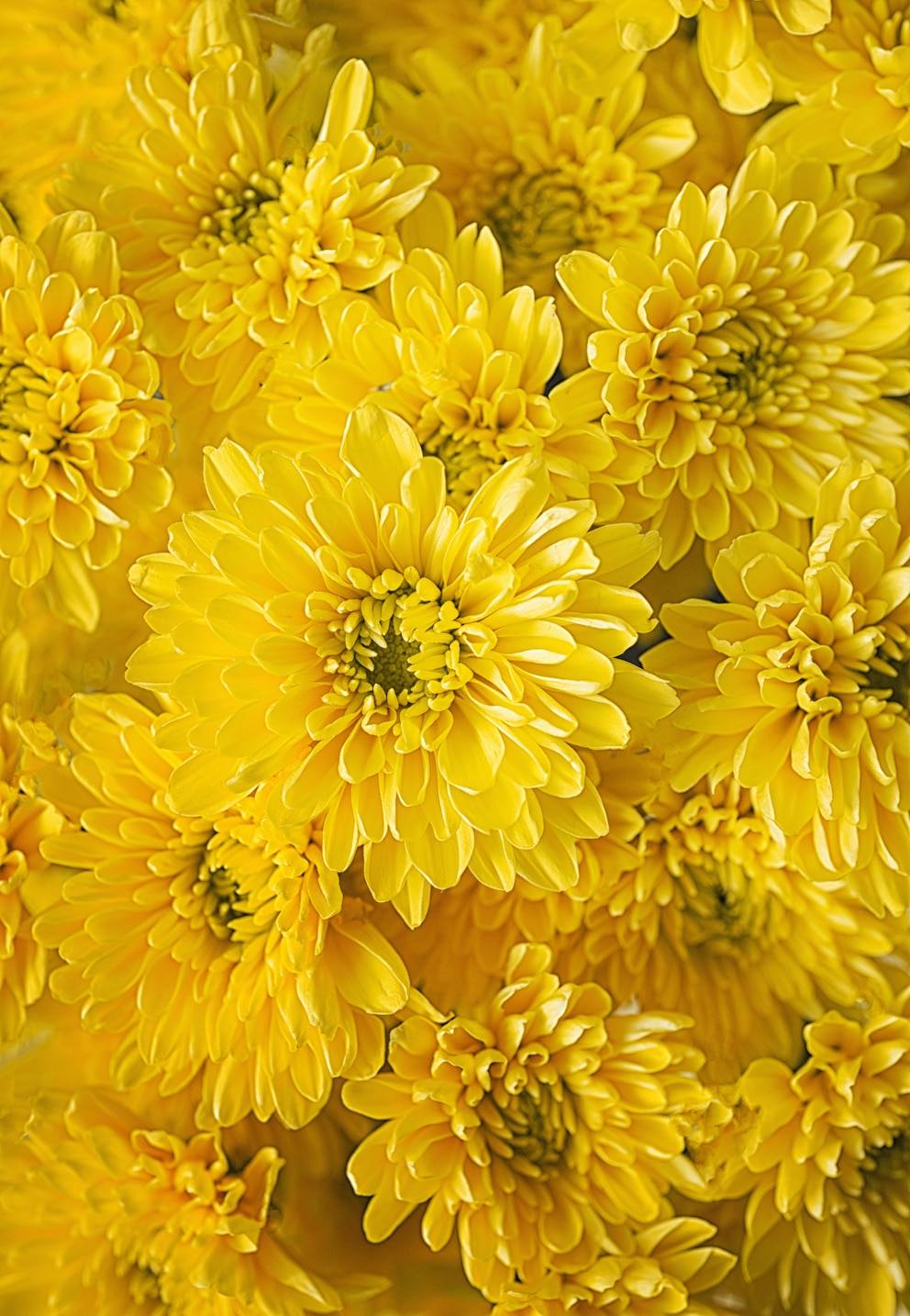 Chrysanthemen blühen in den verschiedensten Farben: gelb, orange, rosa, rot und weiß