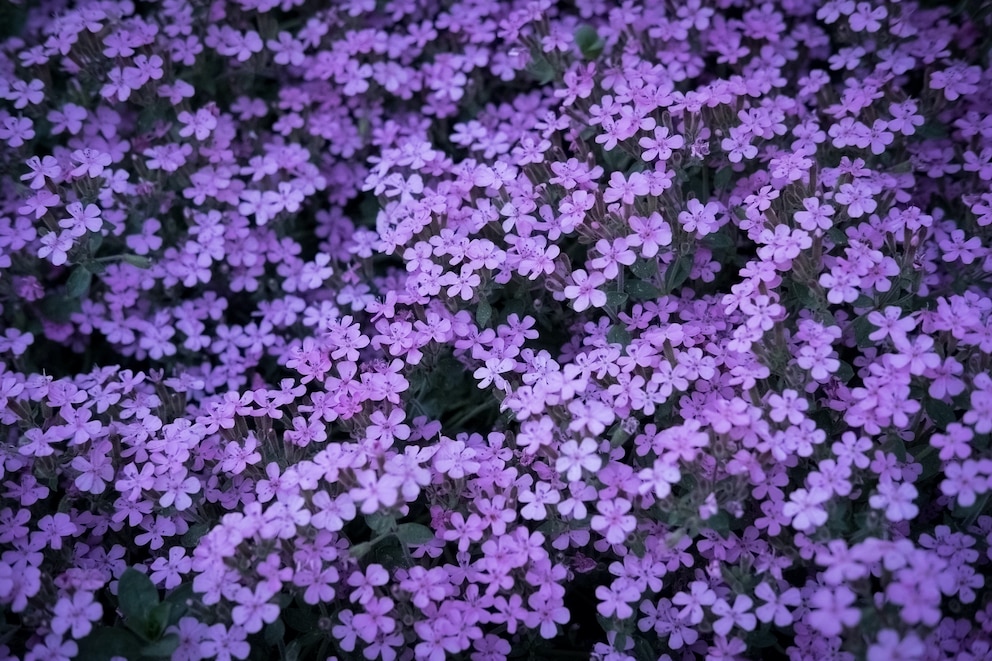 Als Bodendecker wird Phlox gerne im Staudenbeet eingesetzt